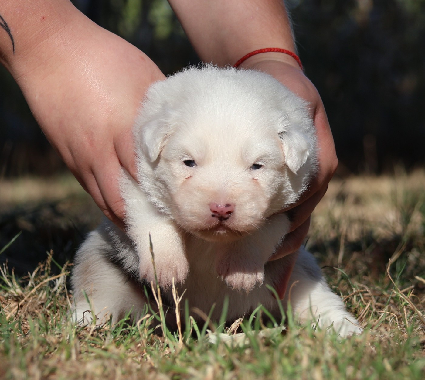 Des Collines d'Iowa - Chiots disponibles - Berger Australien