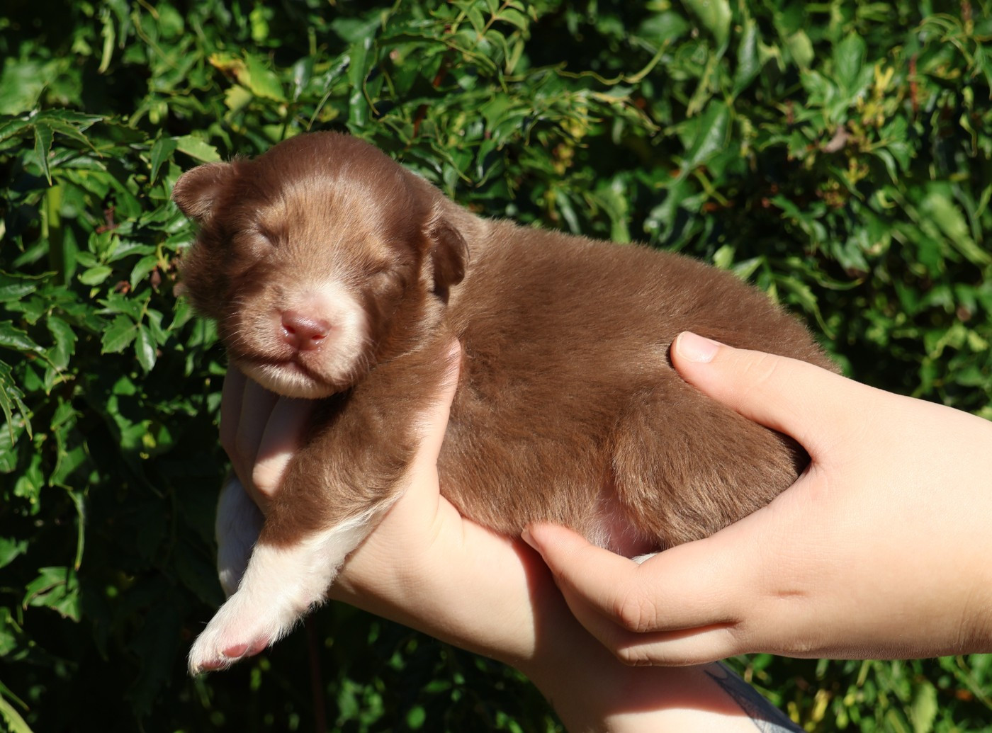 Des Collines d'Iowa - Chiots disponibles - Berger Australien