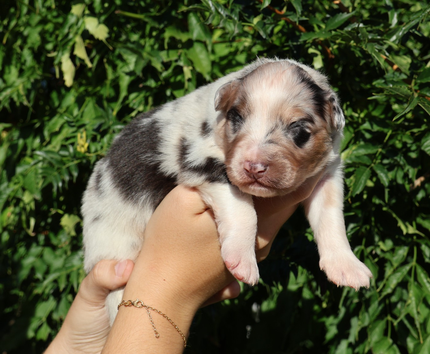 Des Collines d'Iowa - Chiots disponibles - Berger Australien