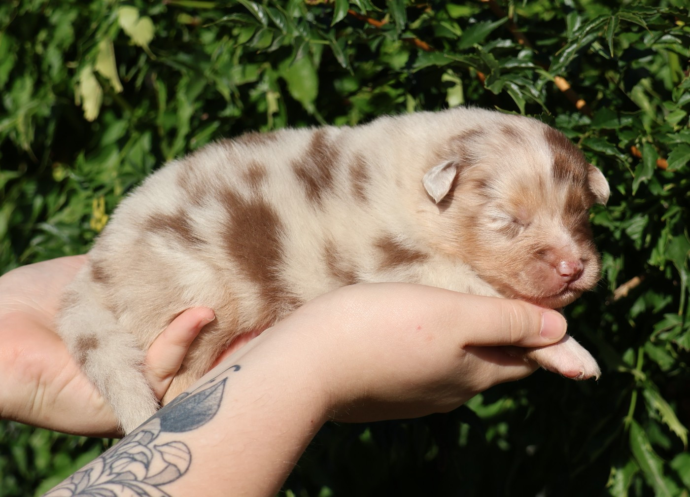 Des Collines d'Iowa - Chiots disponibles - Berger Australien
