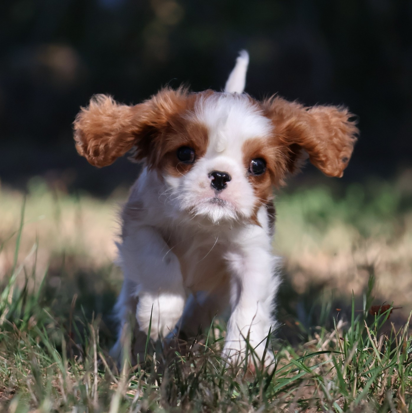 Des Collines d'Iowa - Chiots disponibles - Cavalier King Charles Spaniel