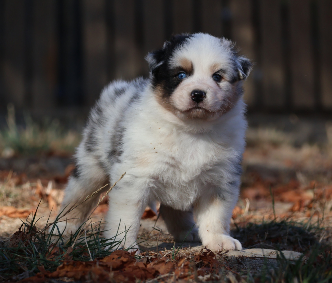 Des Collines d'Iowa - Chiots disponibles - Berger Australien