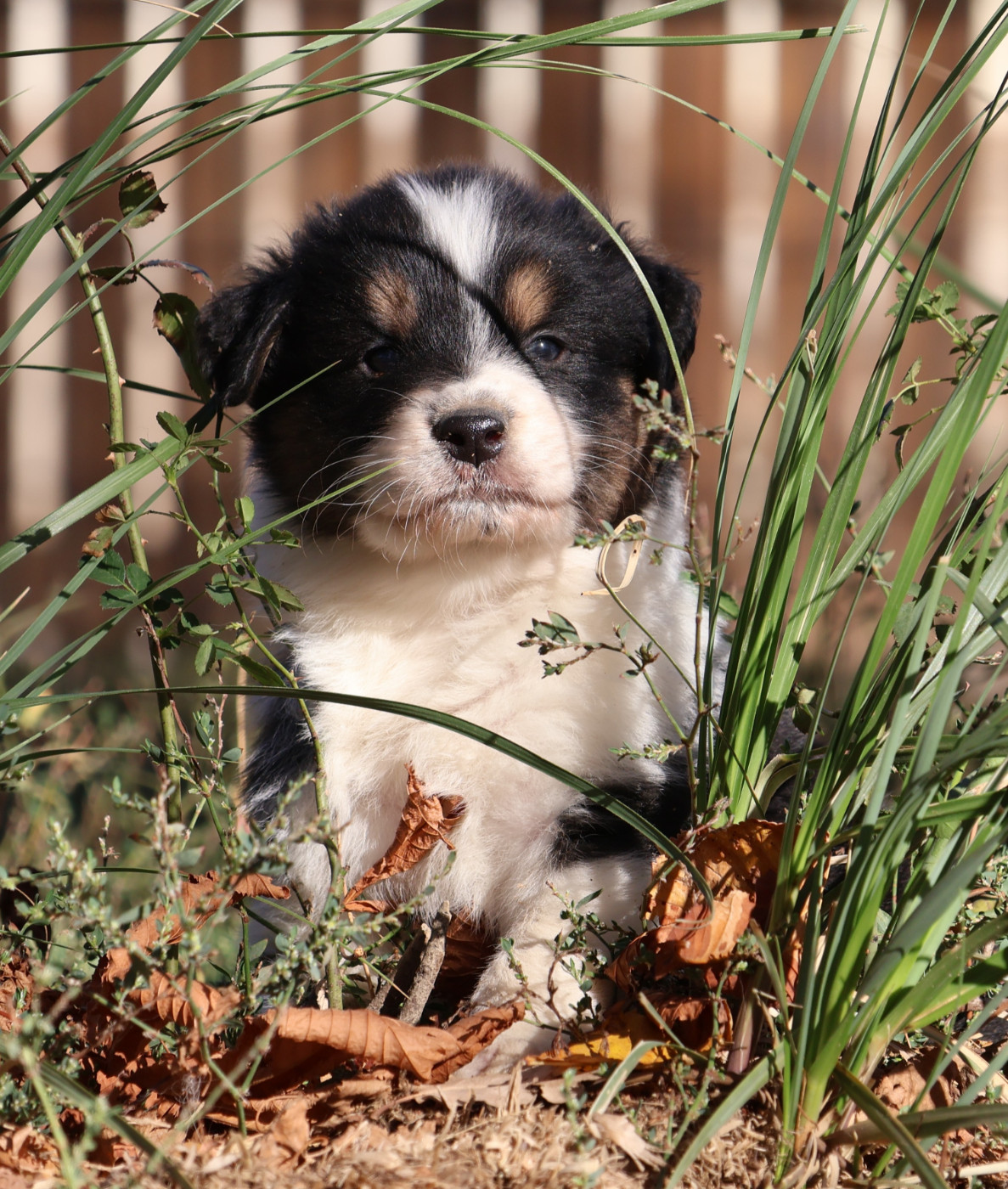 Des Collines d'Iowa - Chiots disponibles - Berger Australien