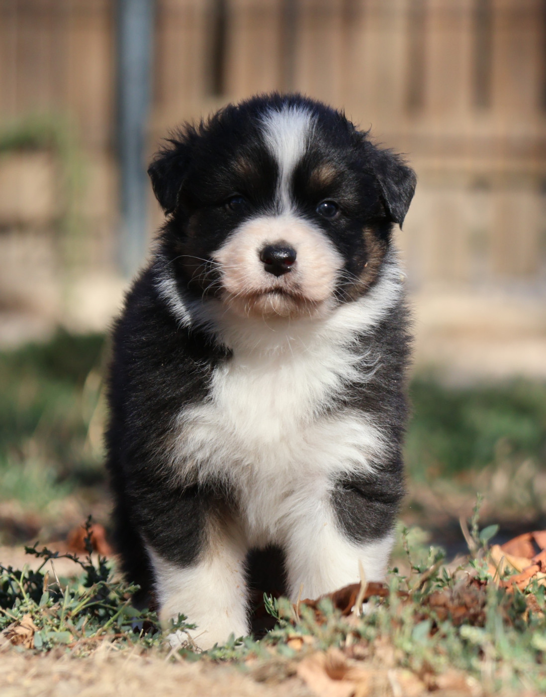 Des Collines d'Iowa - Chiots disponibles - Berger Australien