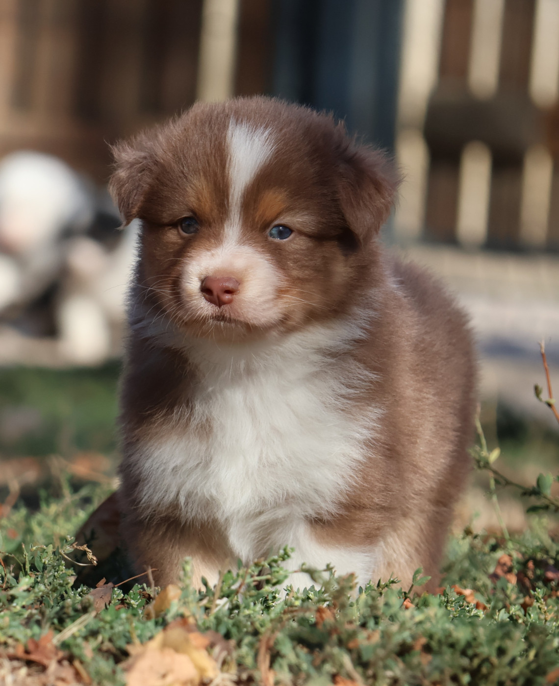 Des Collines d'Iowa - Chiots disponibles - Berger Australien