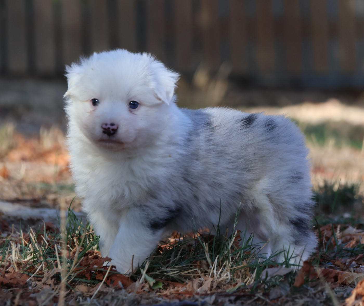 Des Collines d'Iowa - Chiots disponibles - Berger Australien