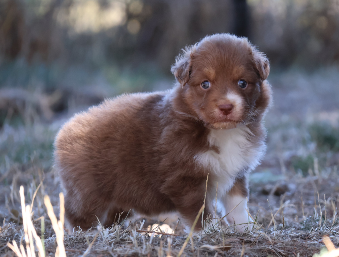 Des Collines d'Iowa - Chiots disponibles - Berger Australien