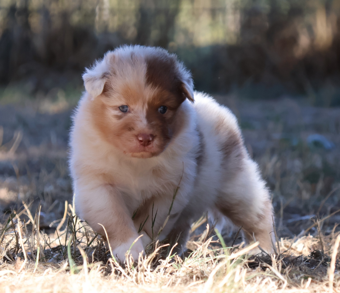 Des Collines d'Iowa - Chiots disponibles - Berger Australien