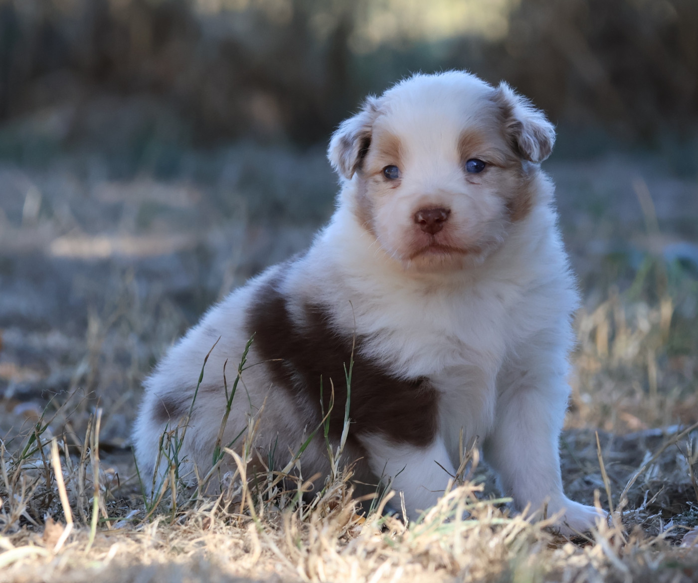 Des Collines d'Iowa - Chiots disponibles - Berger Australien