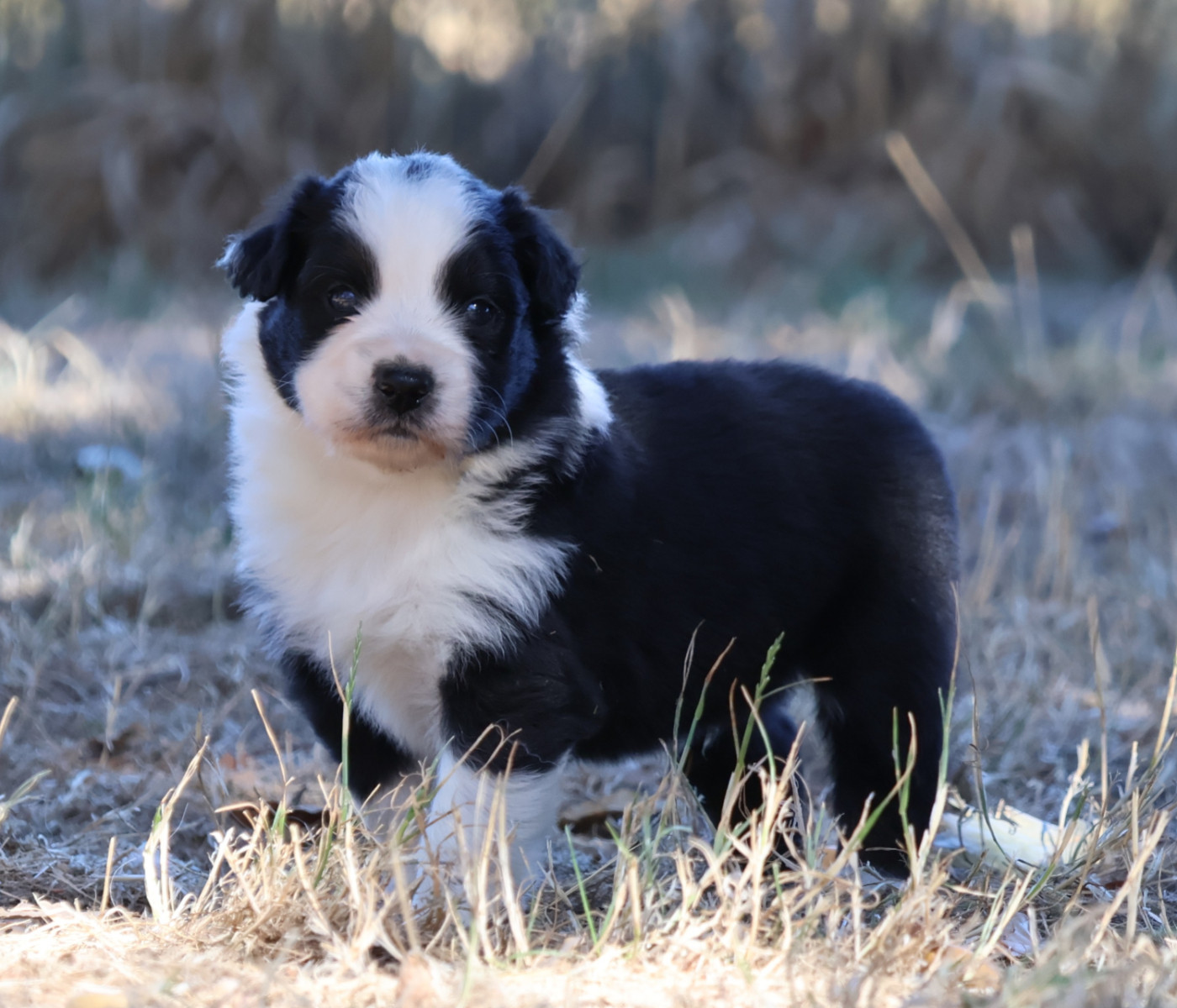 Des Collines d'Iowa - Chiots disponibles - Berger Australien
