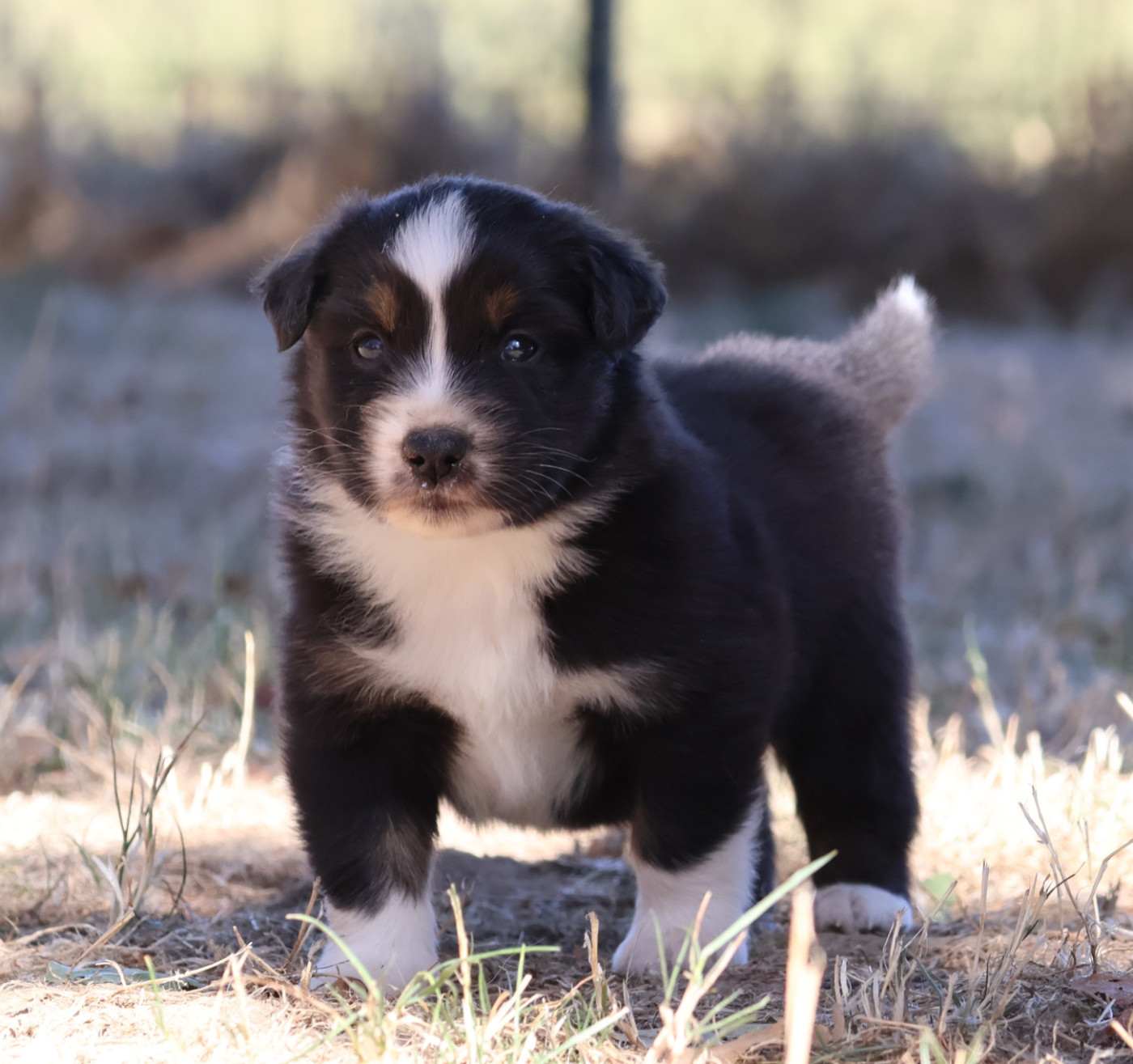 Des Collines d'Iowa - Chiots disponibles - Berger Australien