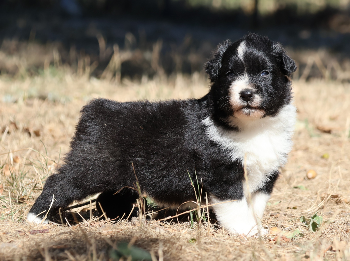 Des Collines d'Iowa - Chiots disponibles - Berger Australien
