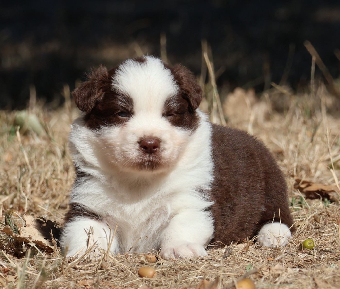 Des Collines d'Iowa - Chiots disponibles - Berger Australien