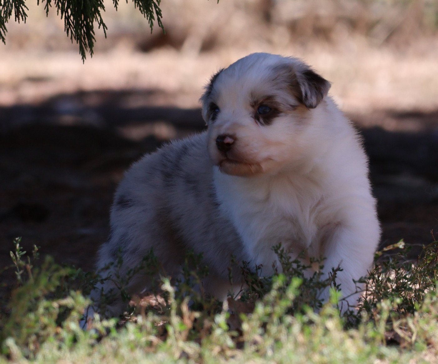 Des Collines d'Iowa - Chiots disponibles - Berger Australien