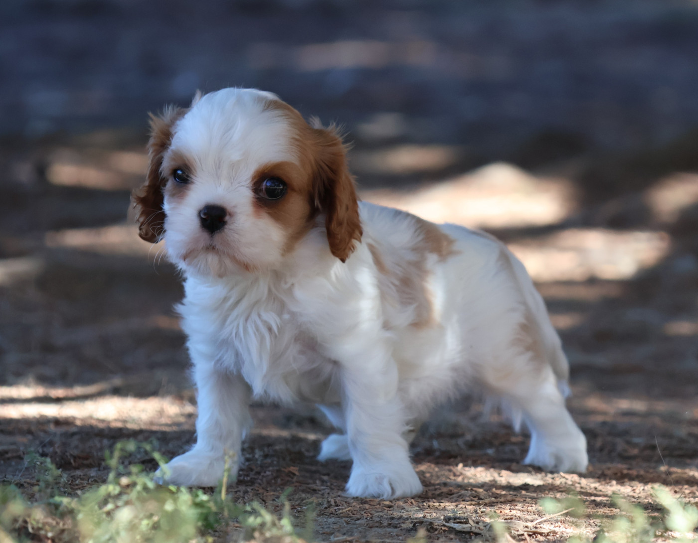 Des Collines d'Iowa - Chiots disponibles - Cavalier King Charles Spaniel