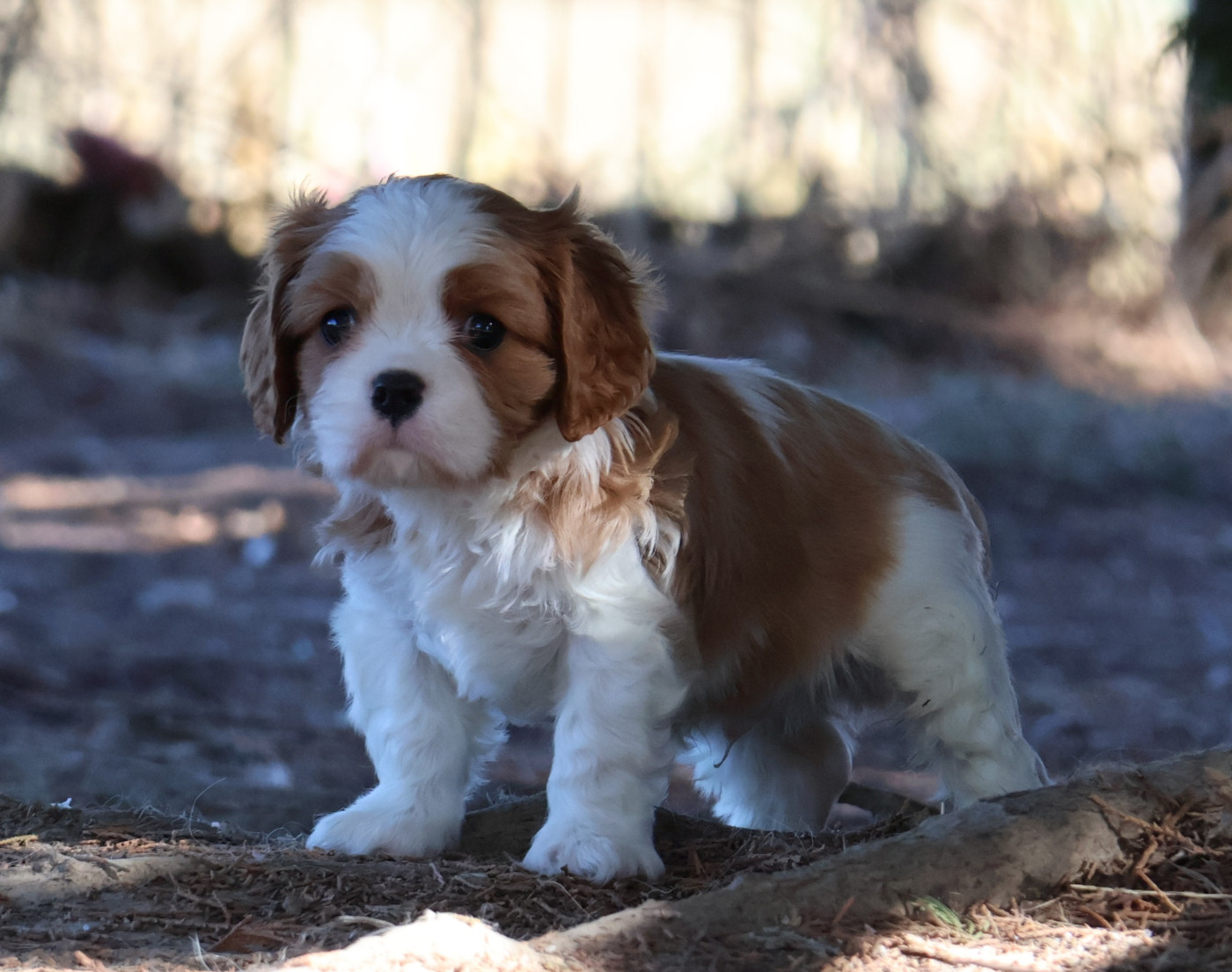 Des Collines d'Iowa - Chiots disponibles - Cavalier King Charles Spaniel