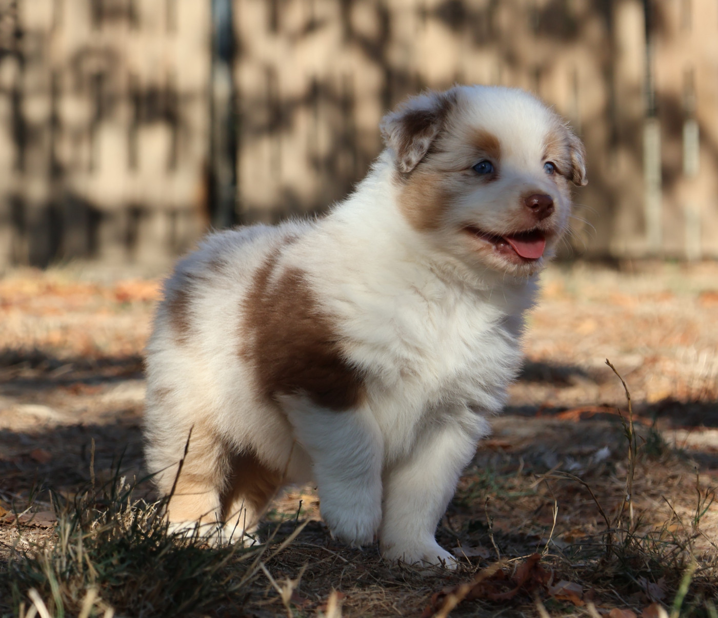 Des Collines d'Iowa - Chiots disponibles - Berger Australien