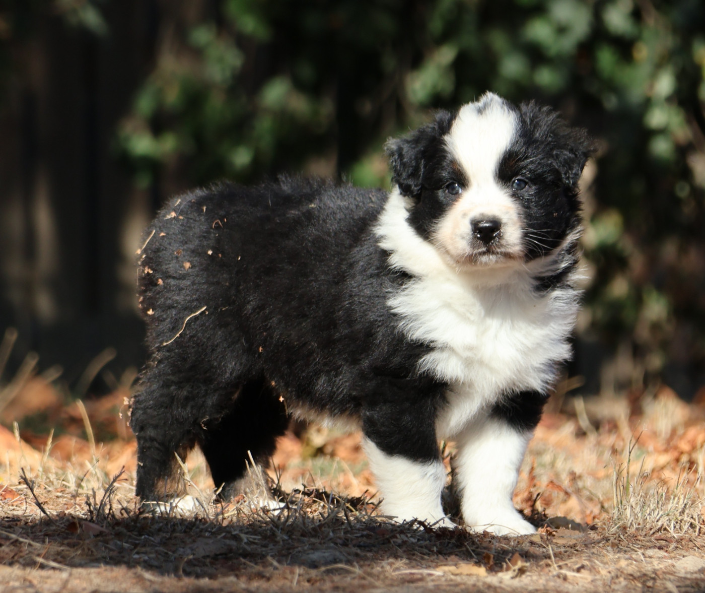 Des Collines d'Iowa - Chiots disponibles - Berger Australien
