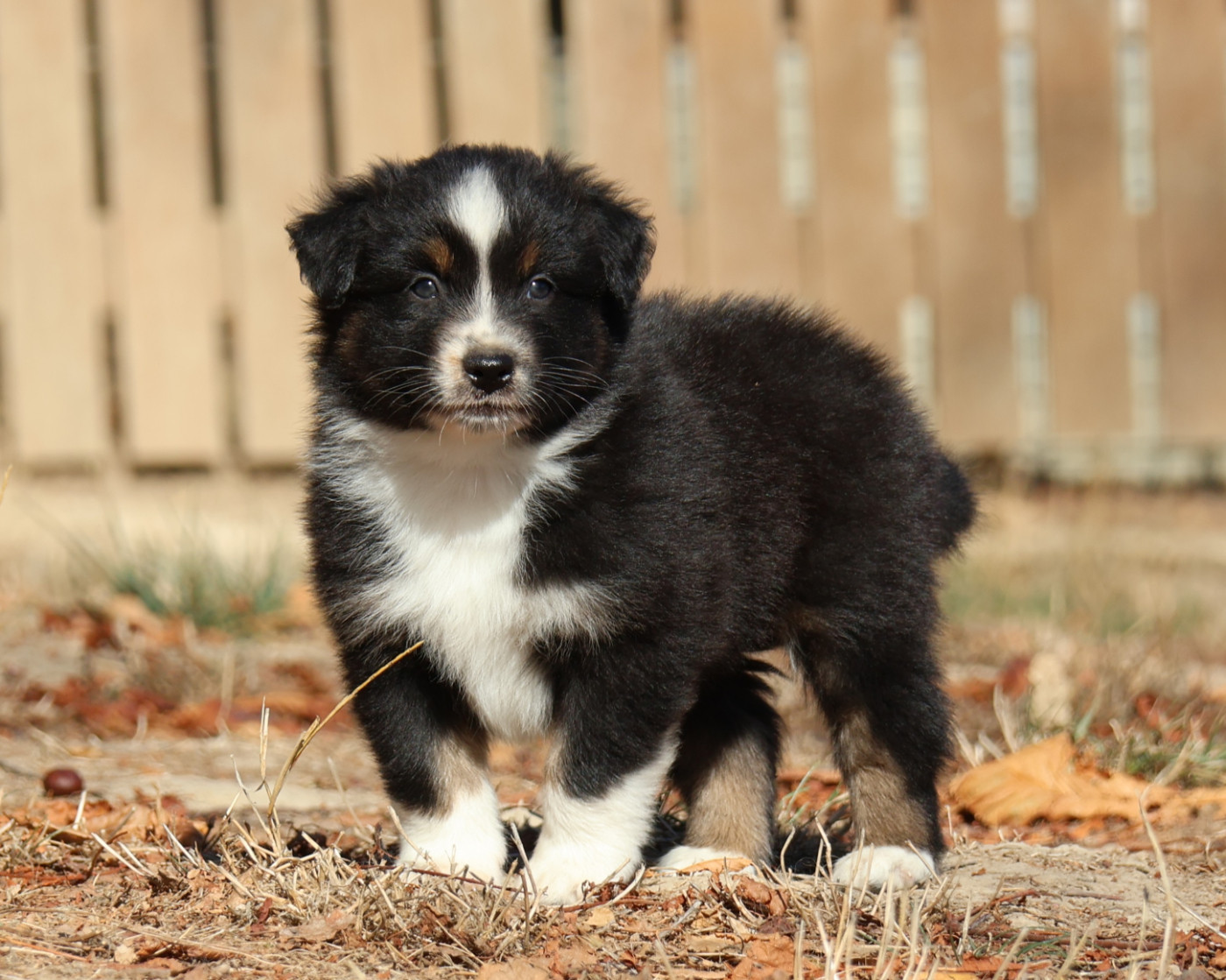 Des Collines d'Iowa - Chiots disponibles - Berger Australien