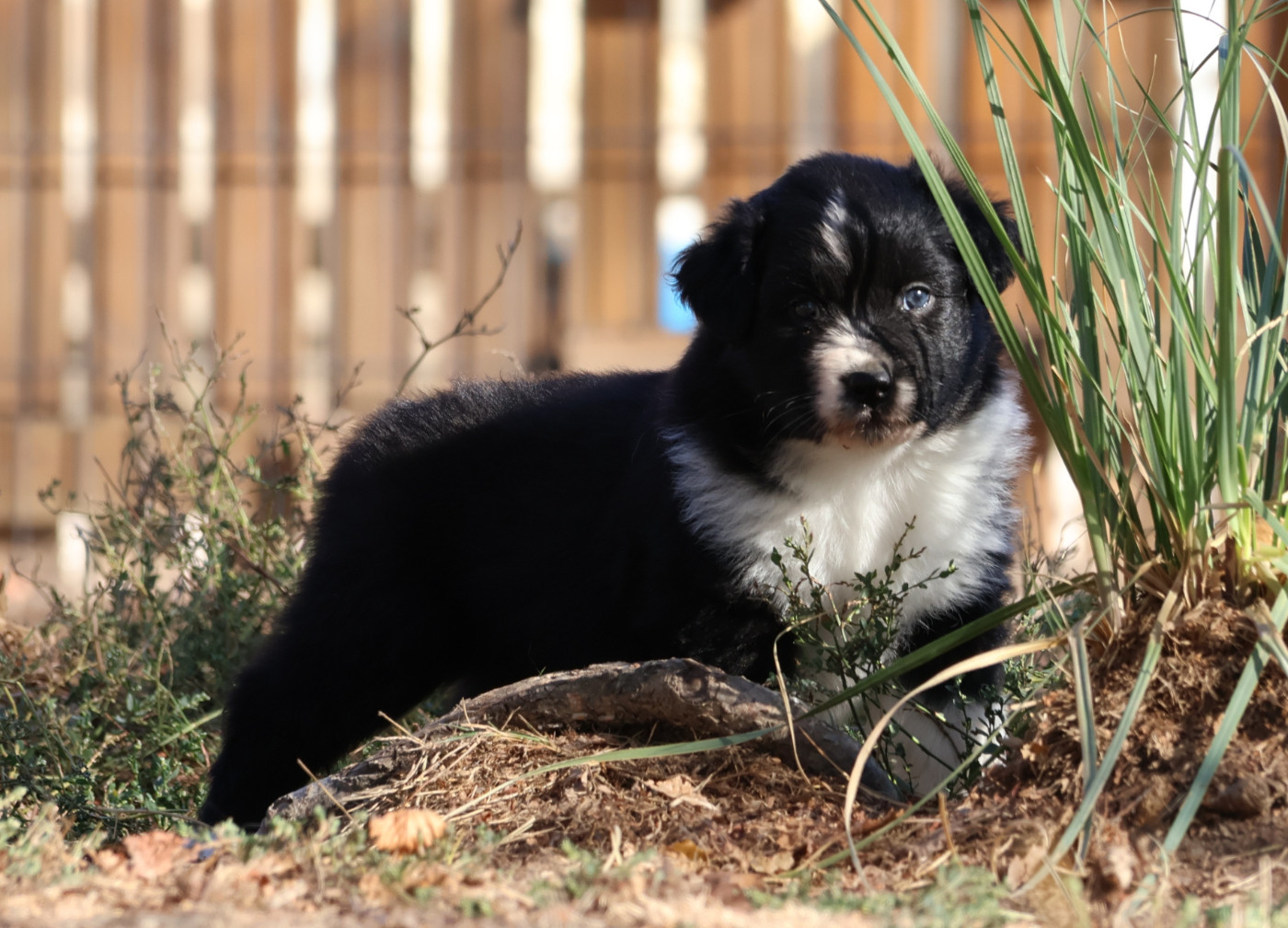 Des Collines d'Iowa - Chiots disponibles - Berger Australien