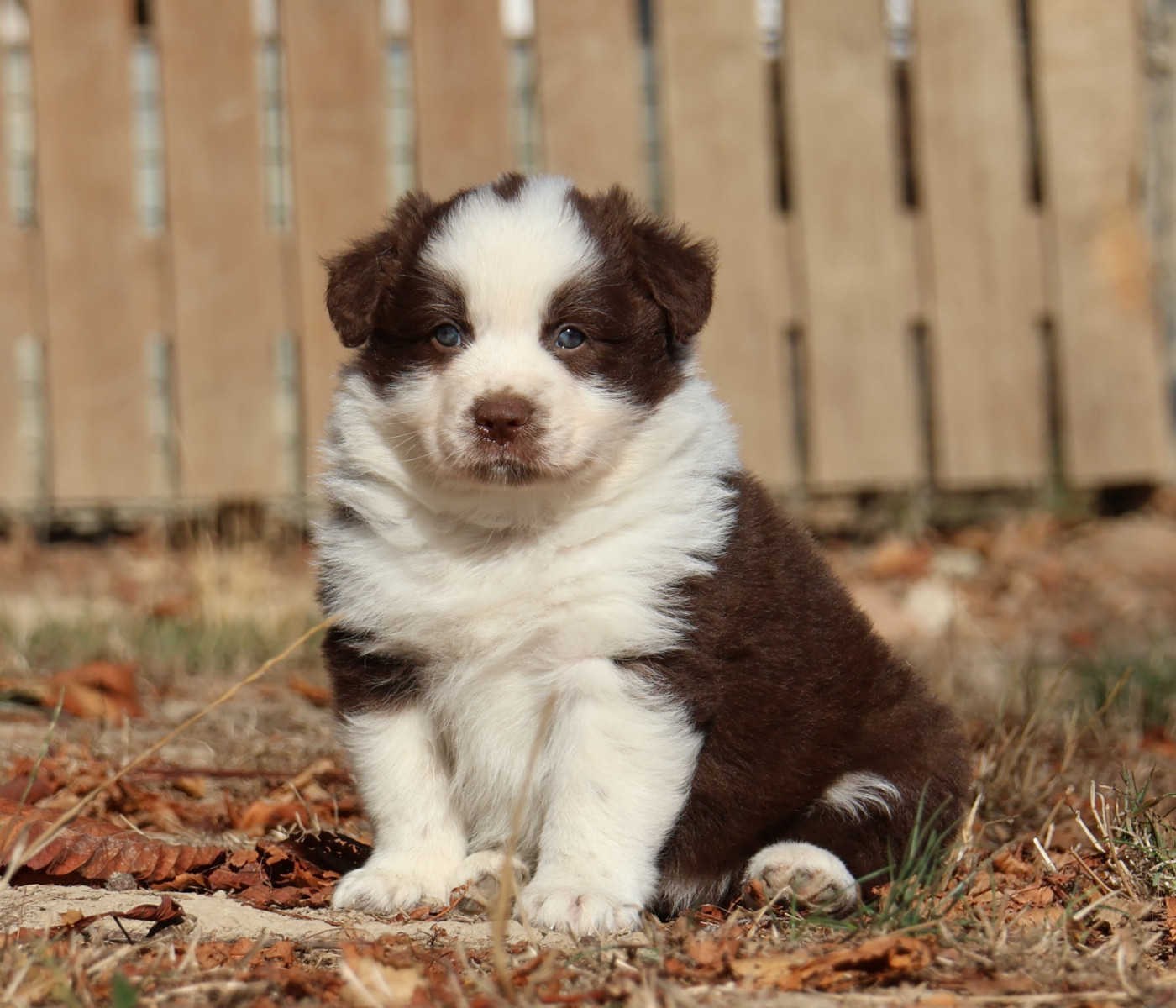 Des Collines d'Iowa - Chiots disponibles - Berger Australien