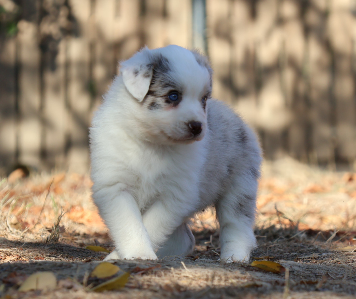 Des Collines d'Iowa - Chiots disponibles - Berger Australien