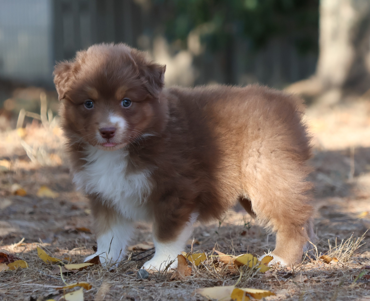 Des Collines d'Iowa - Chiots disponibles - Berger Australien