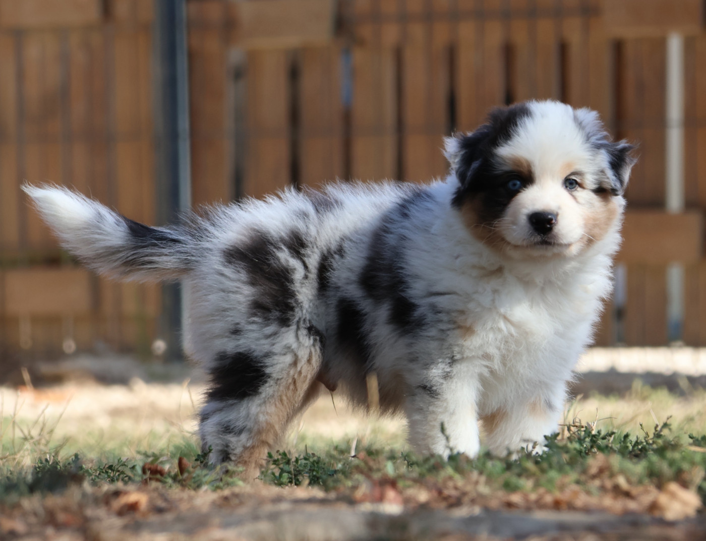 Des Collines d'Iowa - Chiots disponibles - Berger Australien