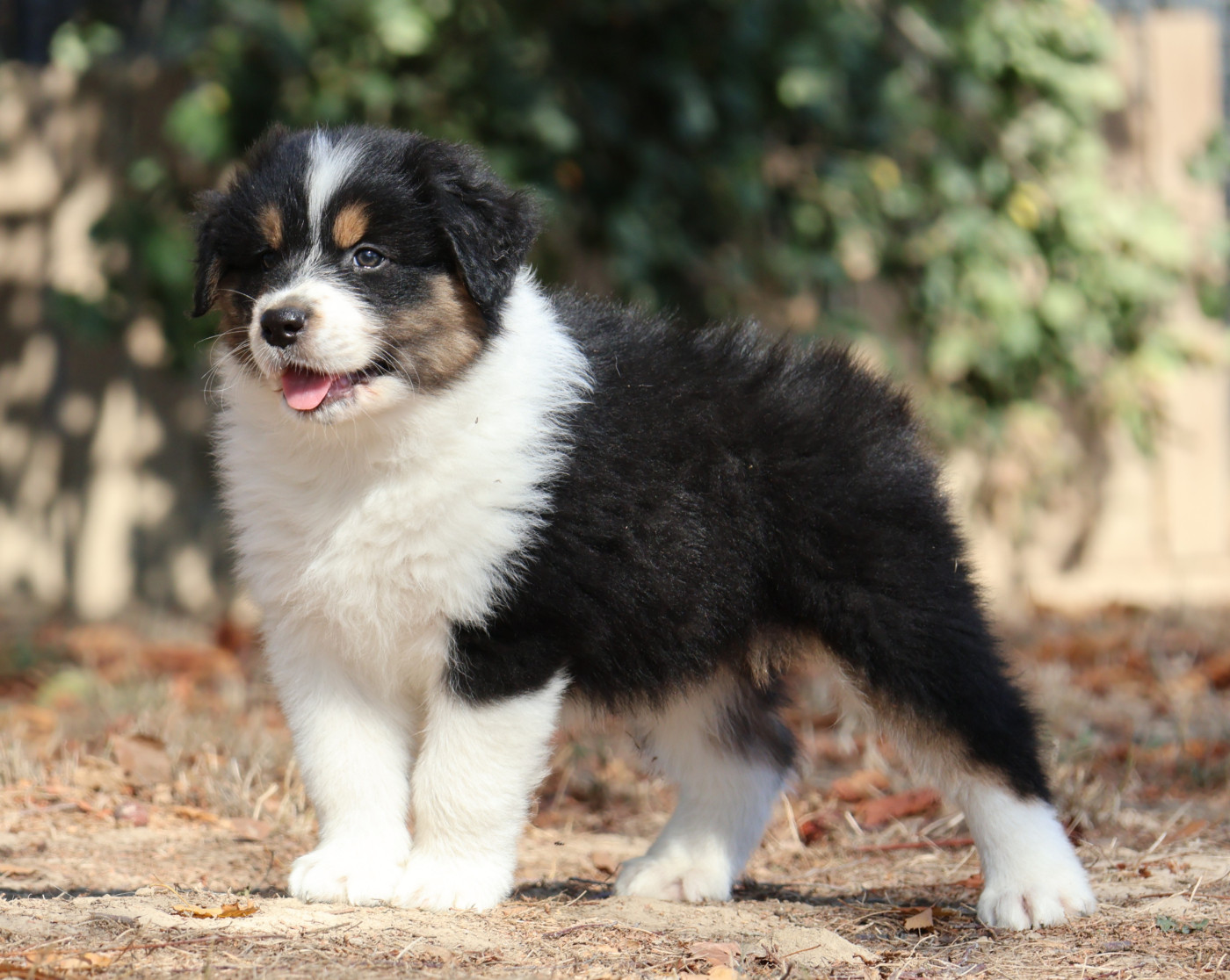 Des Collines d'Iowa - Chiots disponibles - Berger Australien