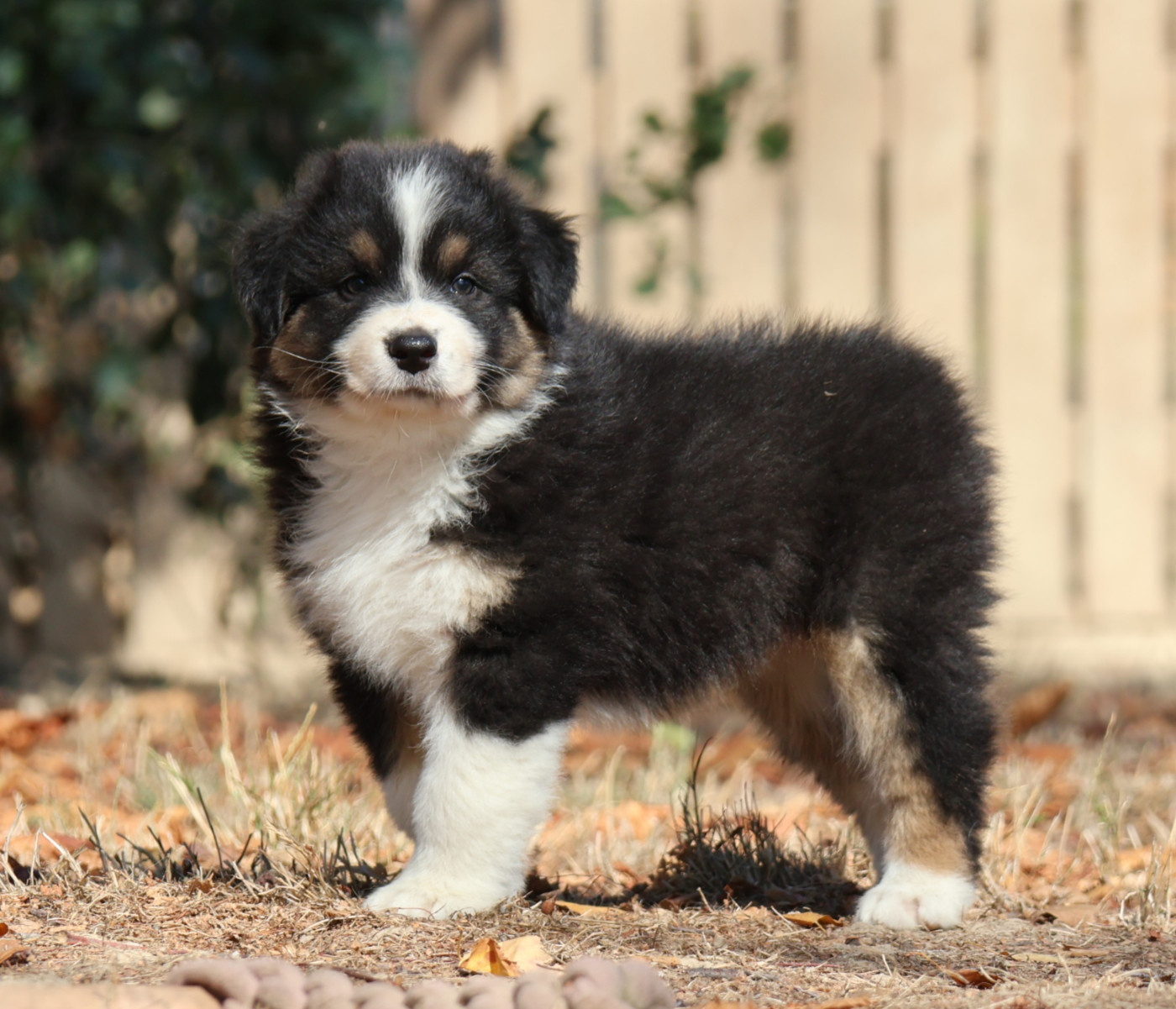Des Collines d'Iowa - Chiots disponibles - Berger Australien