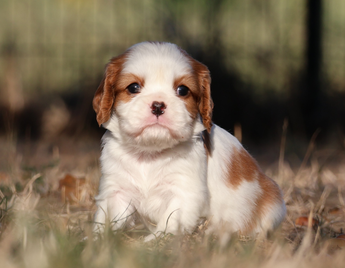 Des Collines d'Iowa - Chiots disponibles - Cavalier King Charles Spaniel