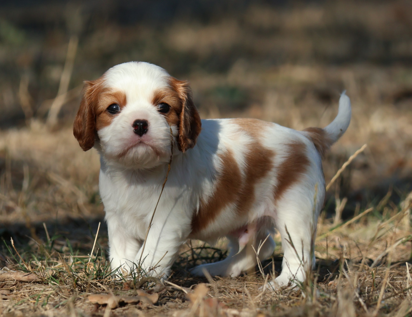 Des Collines d'Iowa - Chiots disponibles - Cavalier King Charles Spaniel