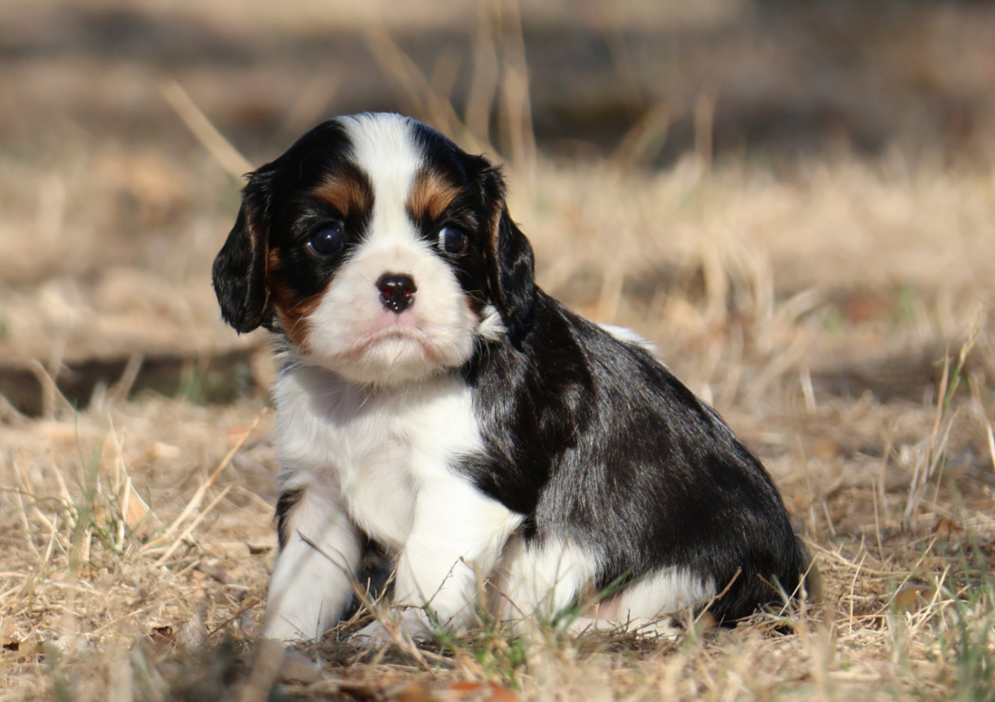 Des Collines d'Iowa - Chiots disponibles - Cavalier King Charles Spaniel