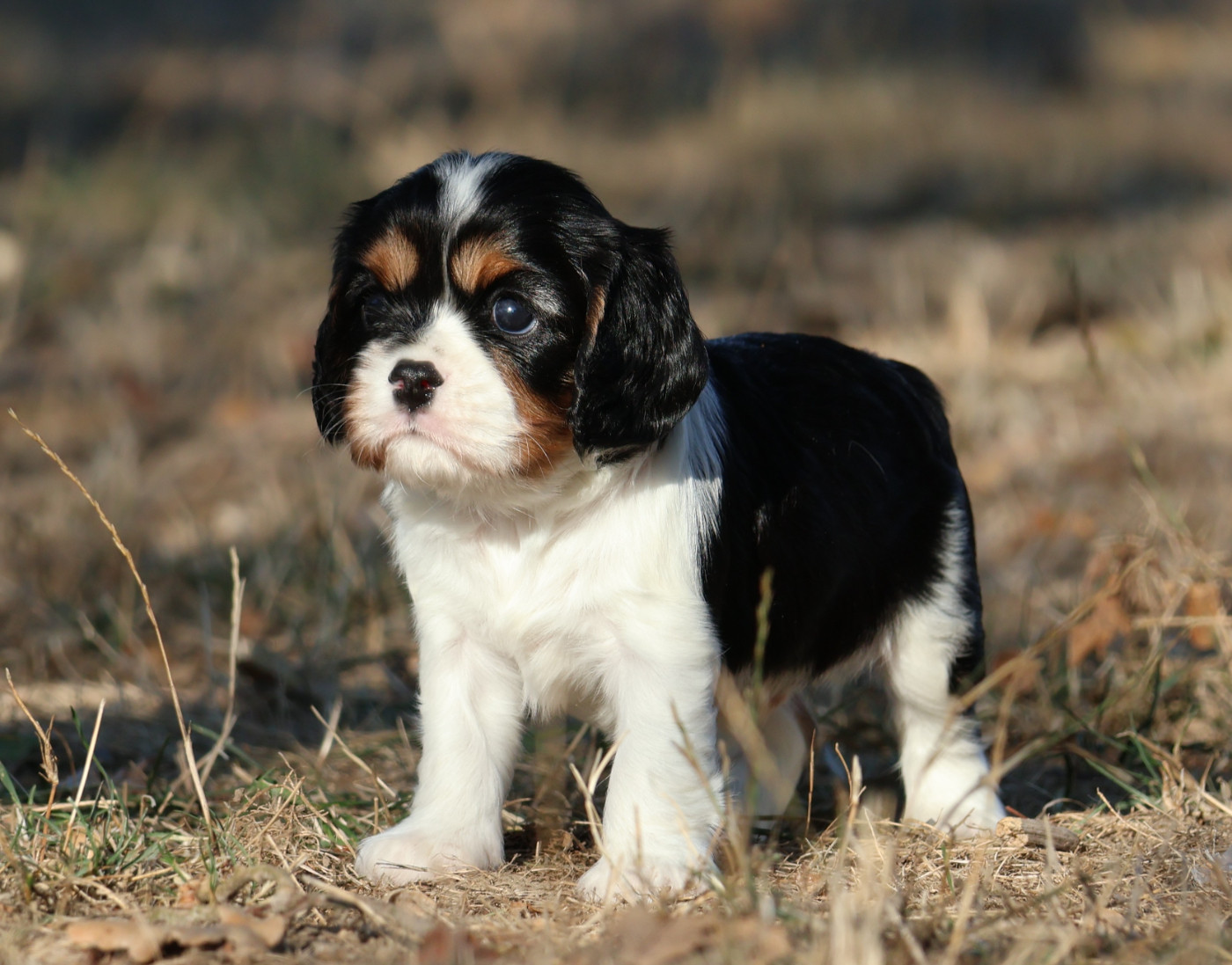 Des Collines d'Iowa - Chiots disponibles - Cavalier King Charles Spaniel