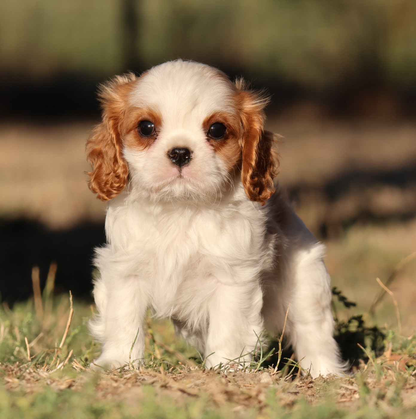 Des Collines d'Iowa - Chiots disponibles - Cavalier King Charles Spaniel