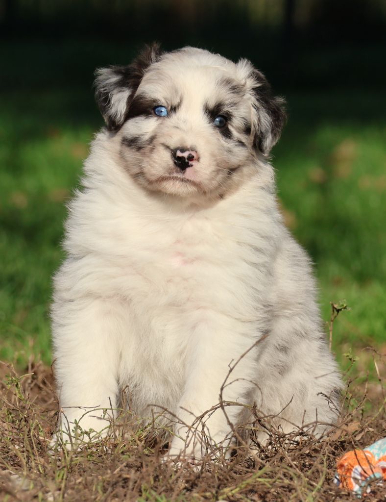 Des Collines d'Iowa - Chiots disponibles - Berger Australien