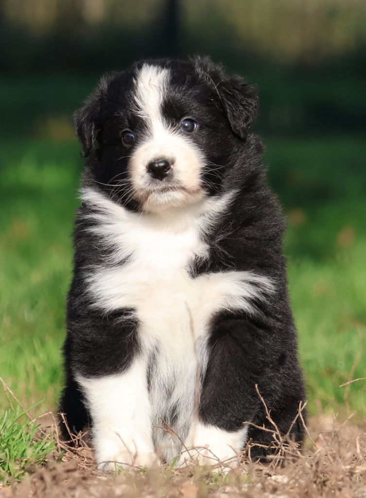 Des Collines d'Iowa - Chiots disponibles - Berger Australien