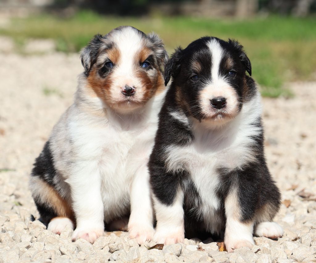 Chiot Berger Australien Des Collines d'Iowa