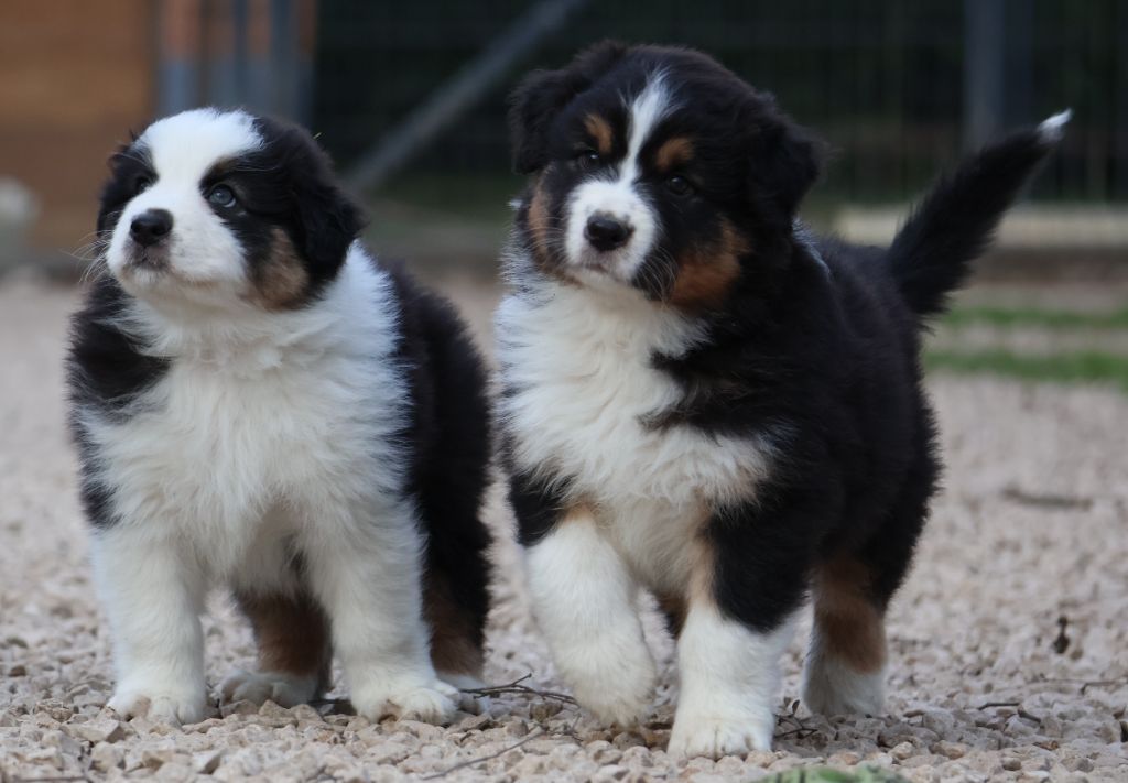 Des Collines d'Iowa - Chiots disponibles - Berger Australien