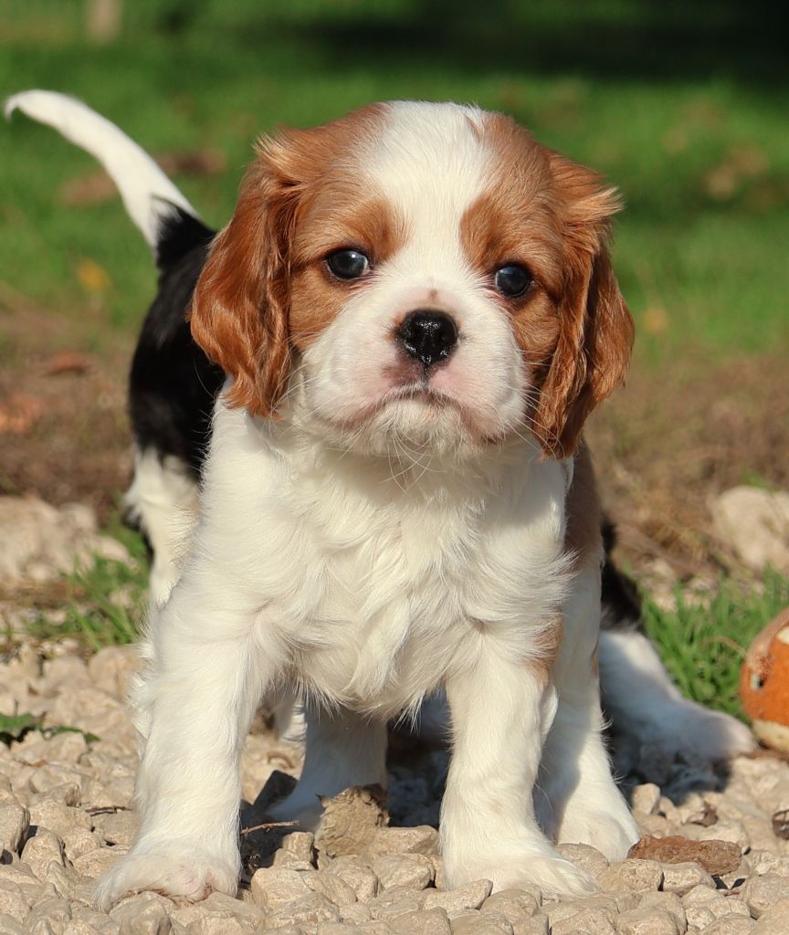 Des Collines d'Iowa - Chiots disponibles - Cavalier King Charles Spaniel