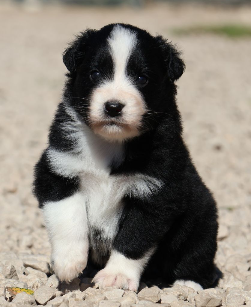 Des Collines d'Iowa - Chiots disponibles - Berger Australien