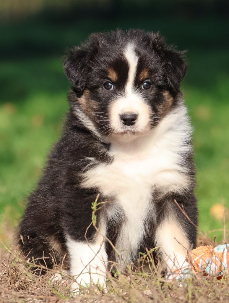 Des Collines d'Iowa - Chiots disponibles - Berger Australien