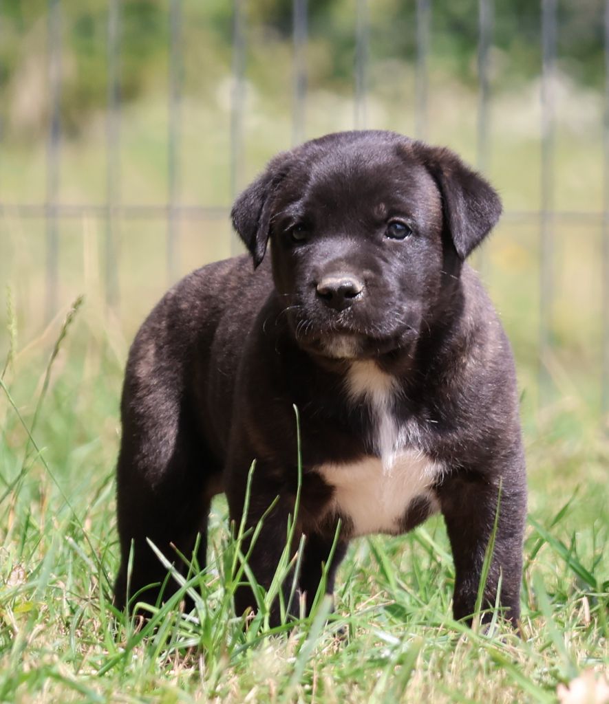 Des Collines d'Iowa - Chiots disponibles - Cao Fila de São Miguel