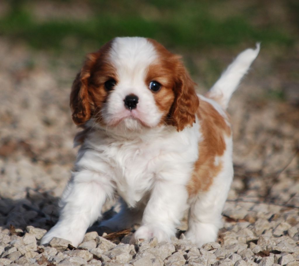 Des Collines d'Iowa - Cavalier King Charles Spaniel - Portée née le 18/11/2023