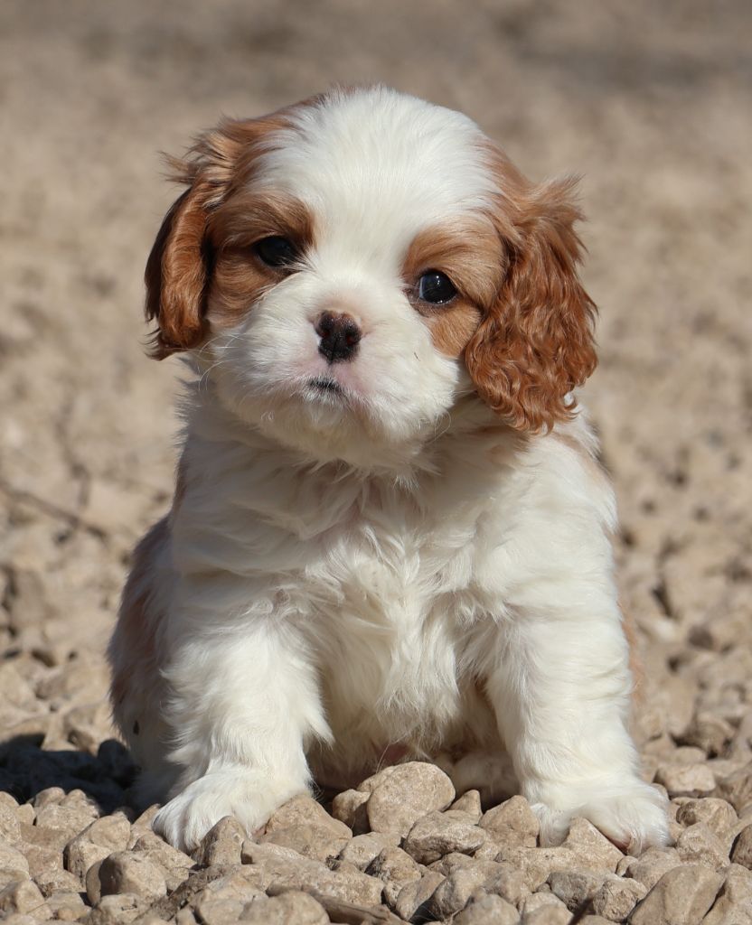 Des Collines d'Iowa - Chiots disponibles - Cavalier King Charles Spaniel