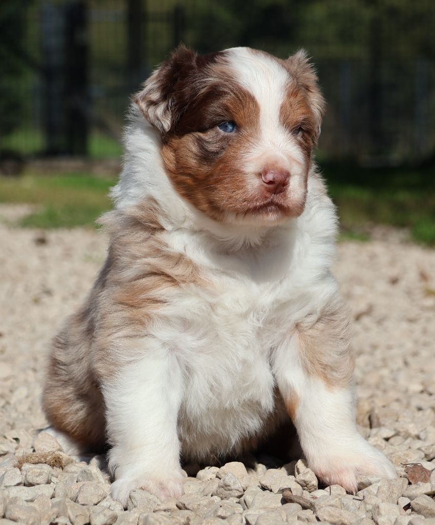 Des Collines d'Iowa - Chiots disponibles - Berger Australien