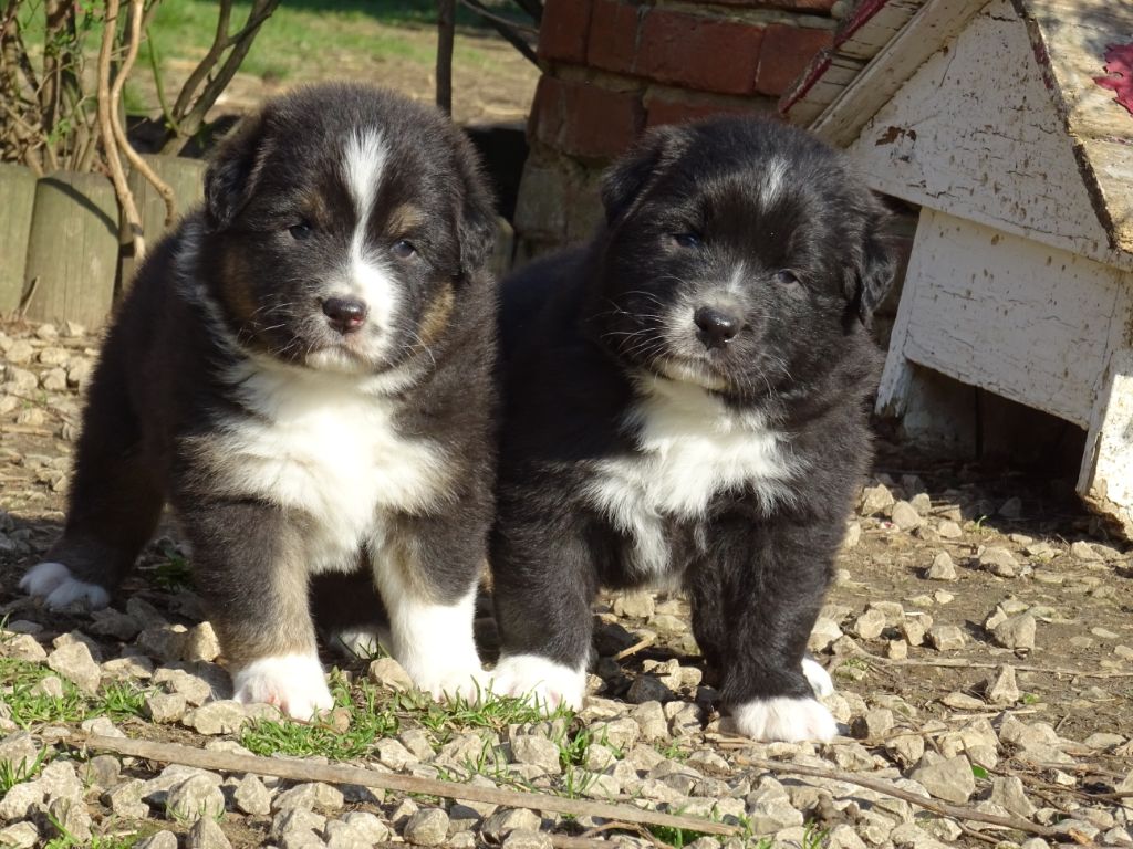 Chiot Berger Australien Des Collines d'Iowa