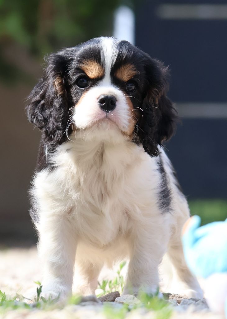 Des Collines d'Iowa - Cavalier King Charles Spaniel - Portée née le 16/04/2025
