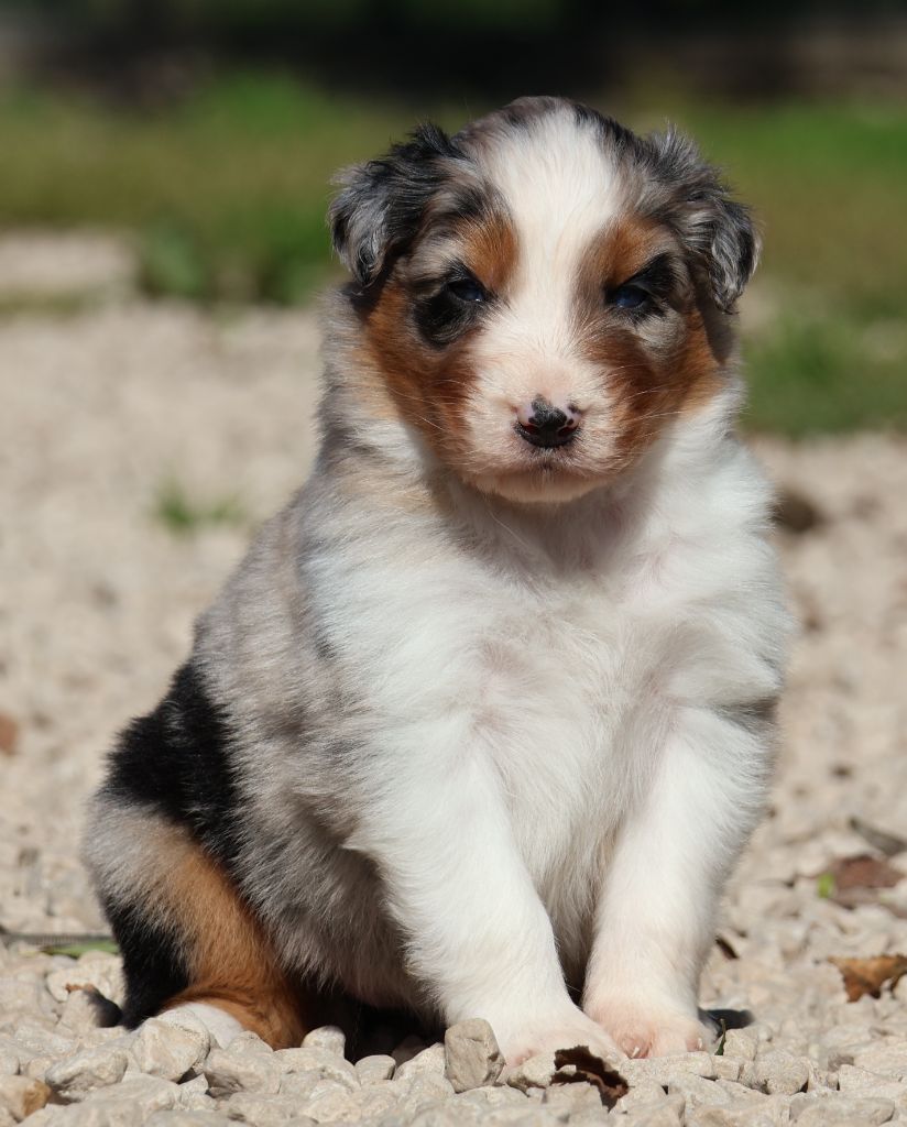 Des Collines d'Iowa - Chiots disponibles - Berger Australien