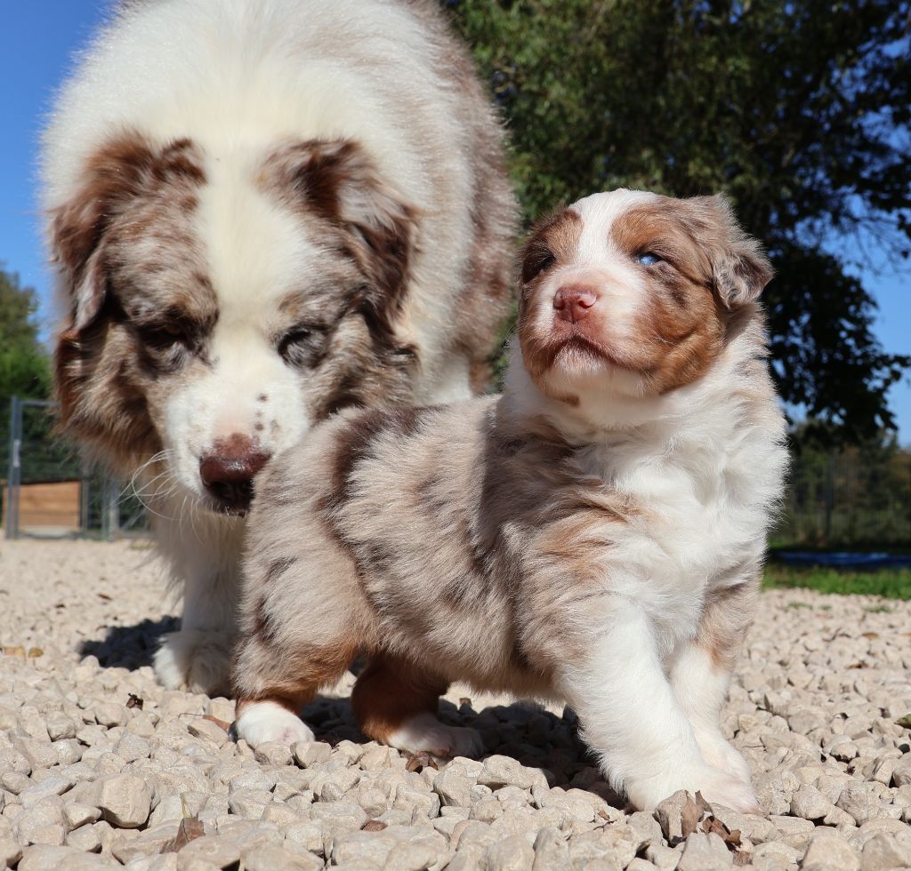 Chiot Berger Australien Des Collines d'Iowa